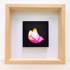 10×10 -テンバイテン-バラ